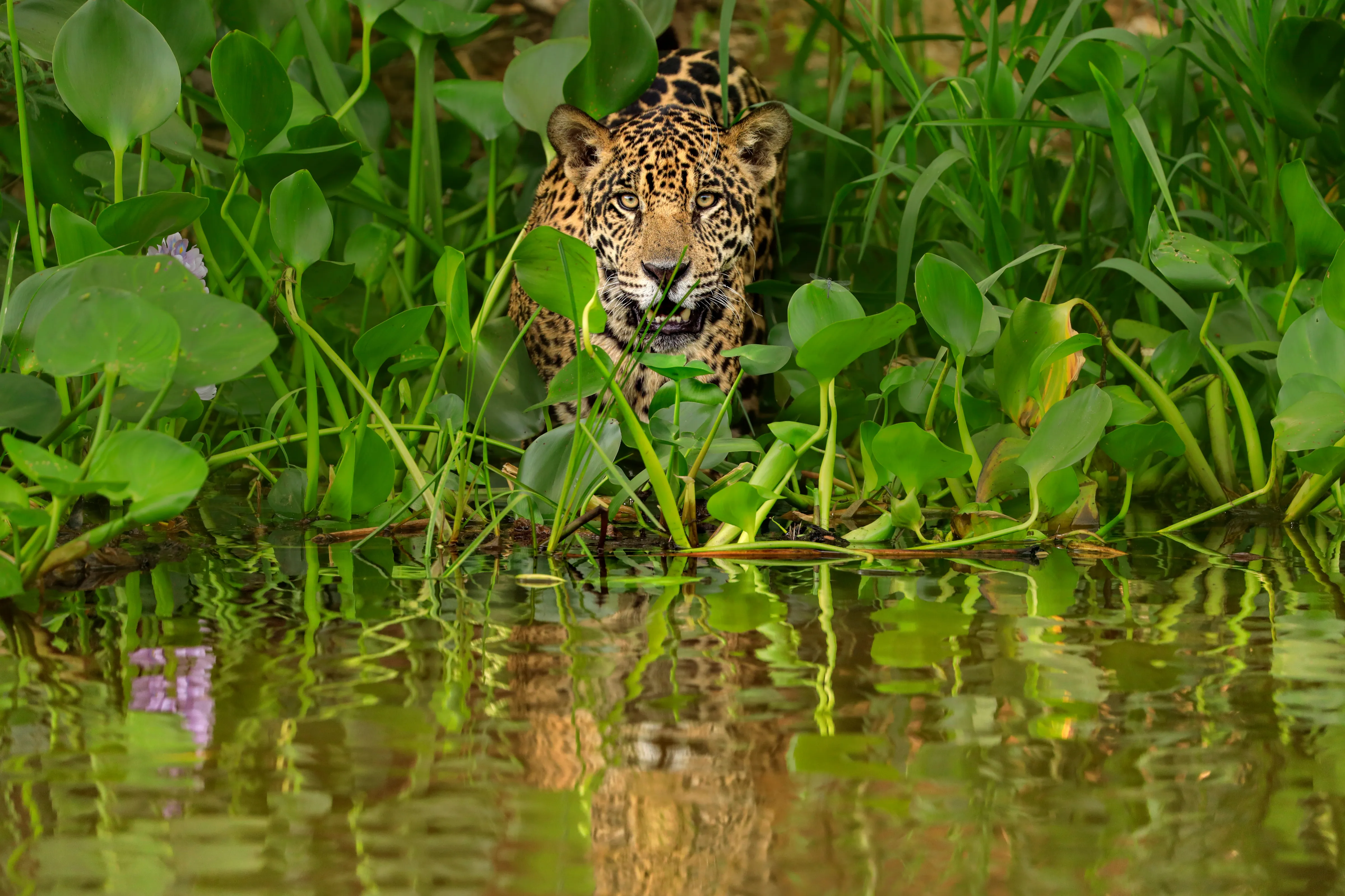 A jaguar peering at the camera from behind green plants and leaves.