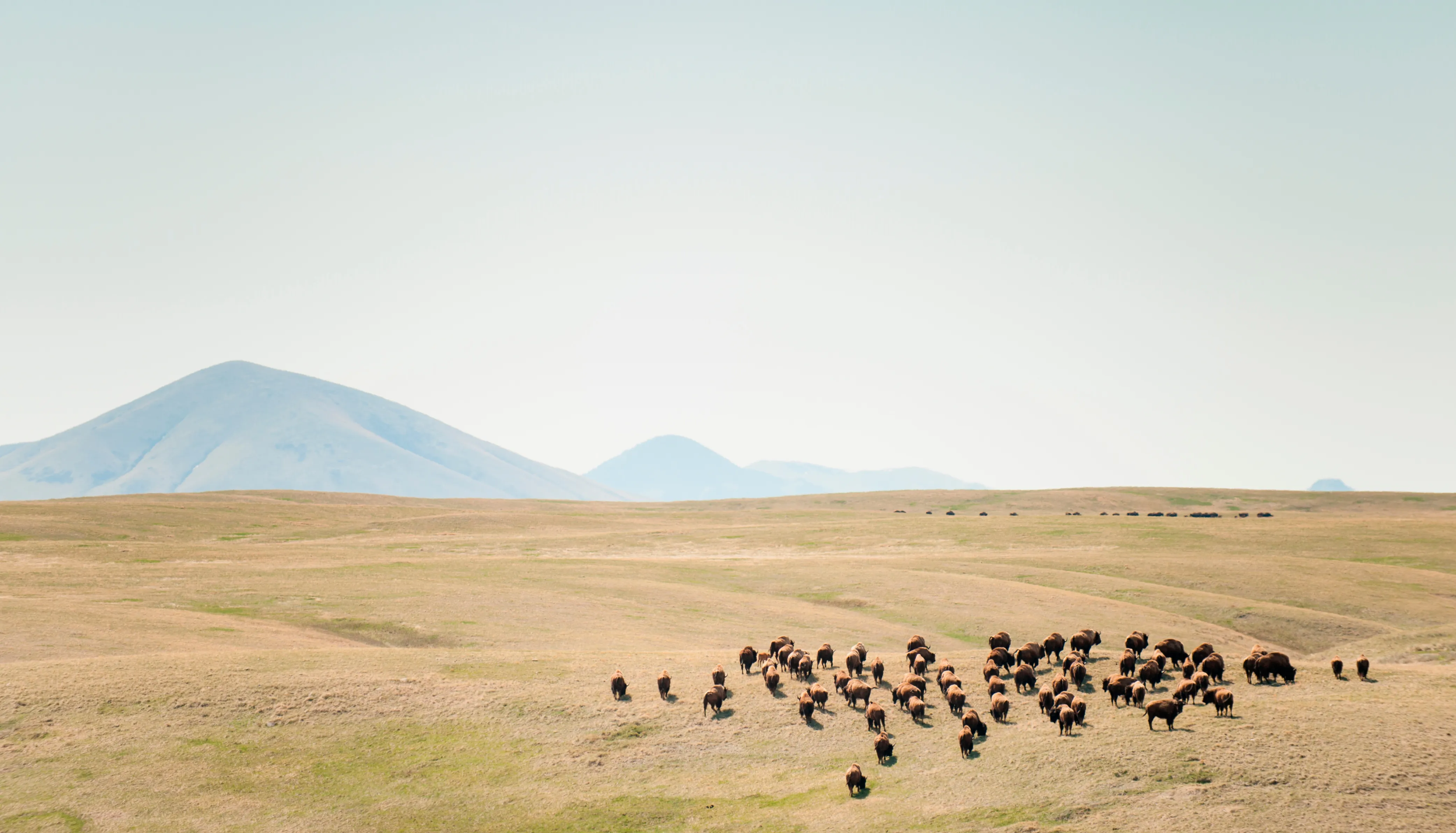 Uma paisagem dramática de pastagens repletas de bisões com uma cadeia de montanhas ao longe