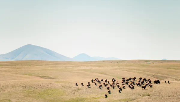 Las Grandes Llanuras del Norte