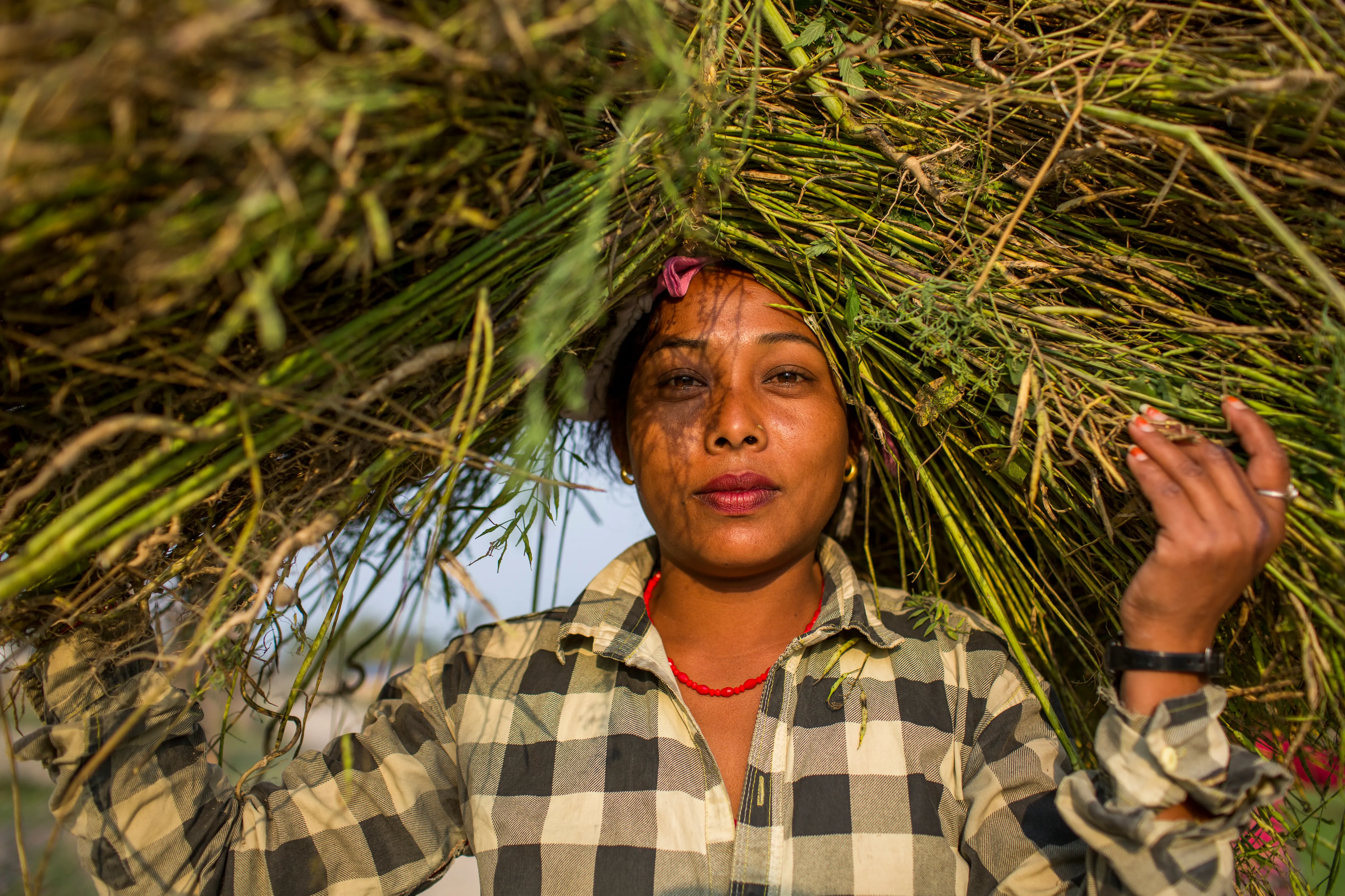 A woman in a soft plaid shirt carrying a large bundle of green reeds over her head